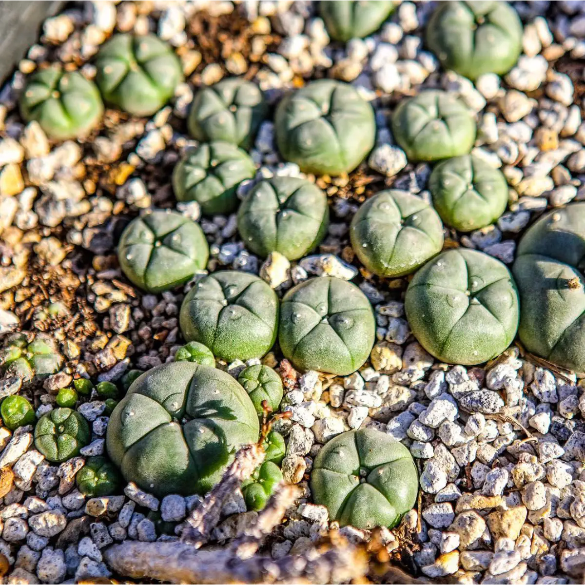 Kaktus jenis Lophophora williamsii warna hijau berbentuk tomat tanpa duri yang tumbuh diatas tanah berbatu kerikil.