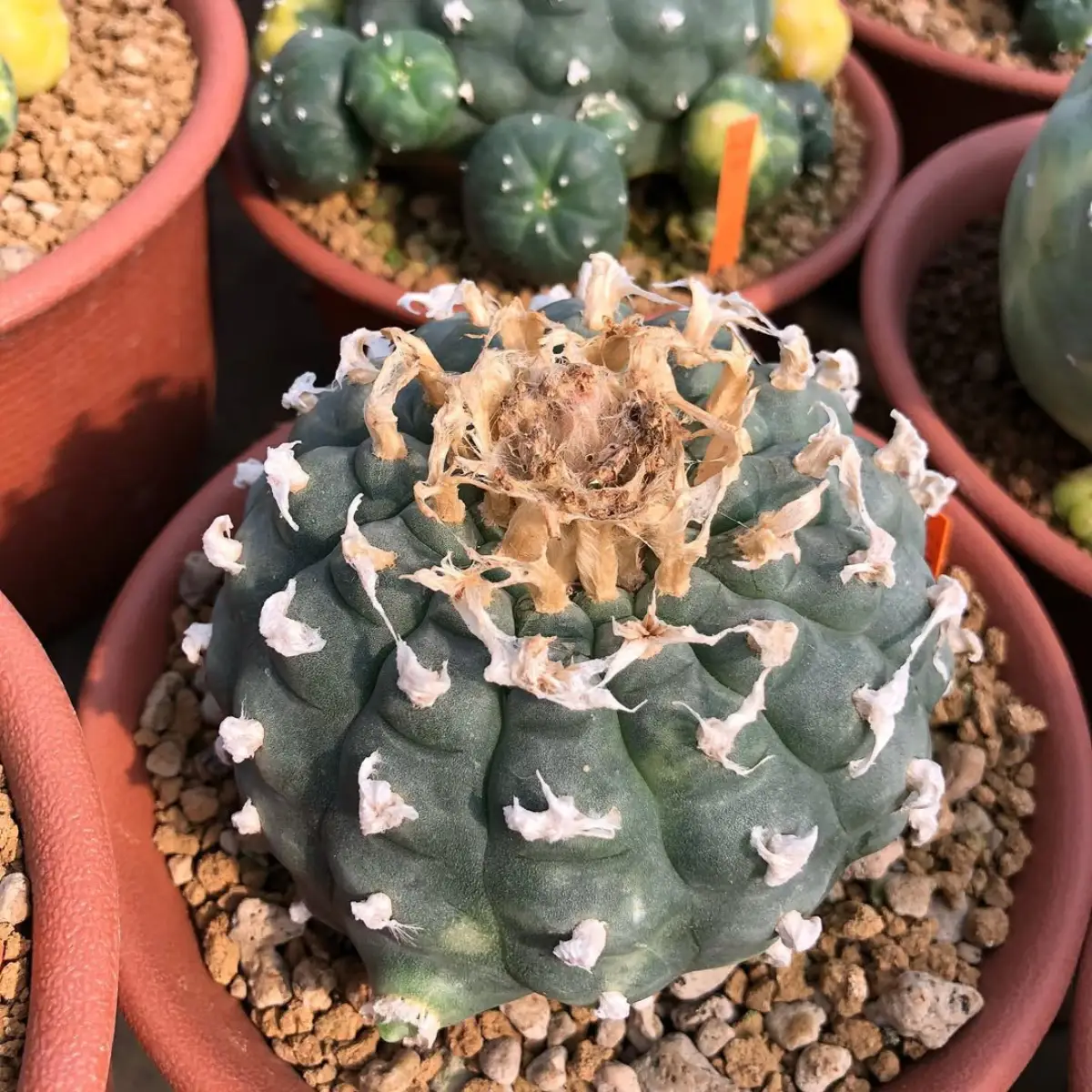 Kaktus jenis Lophophora williamsii berbentuk bundar warna hijau tanpa duri.