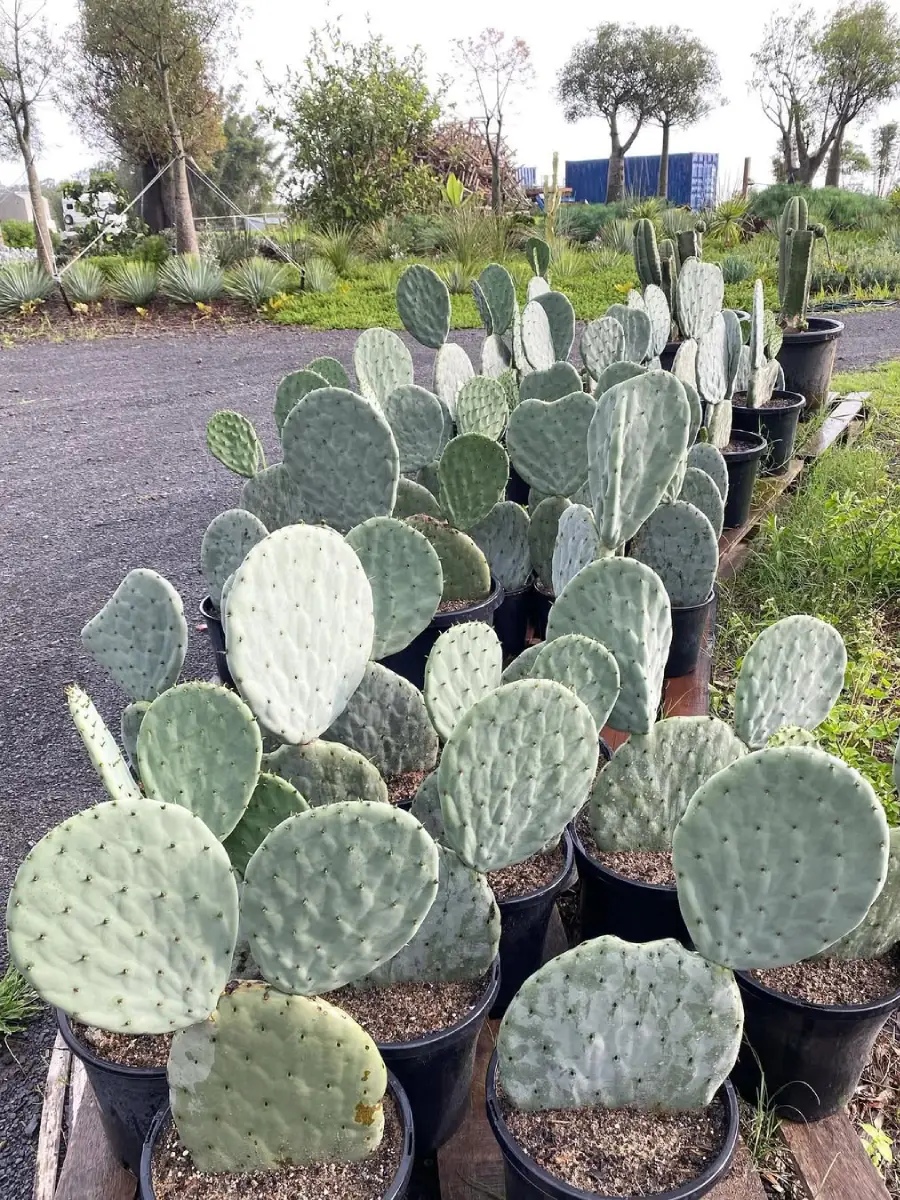 Kaktus jenis Opuntia Burbanks Spineless tanpa duri dipinggir jalan.