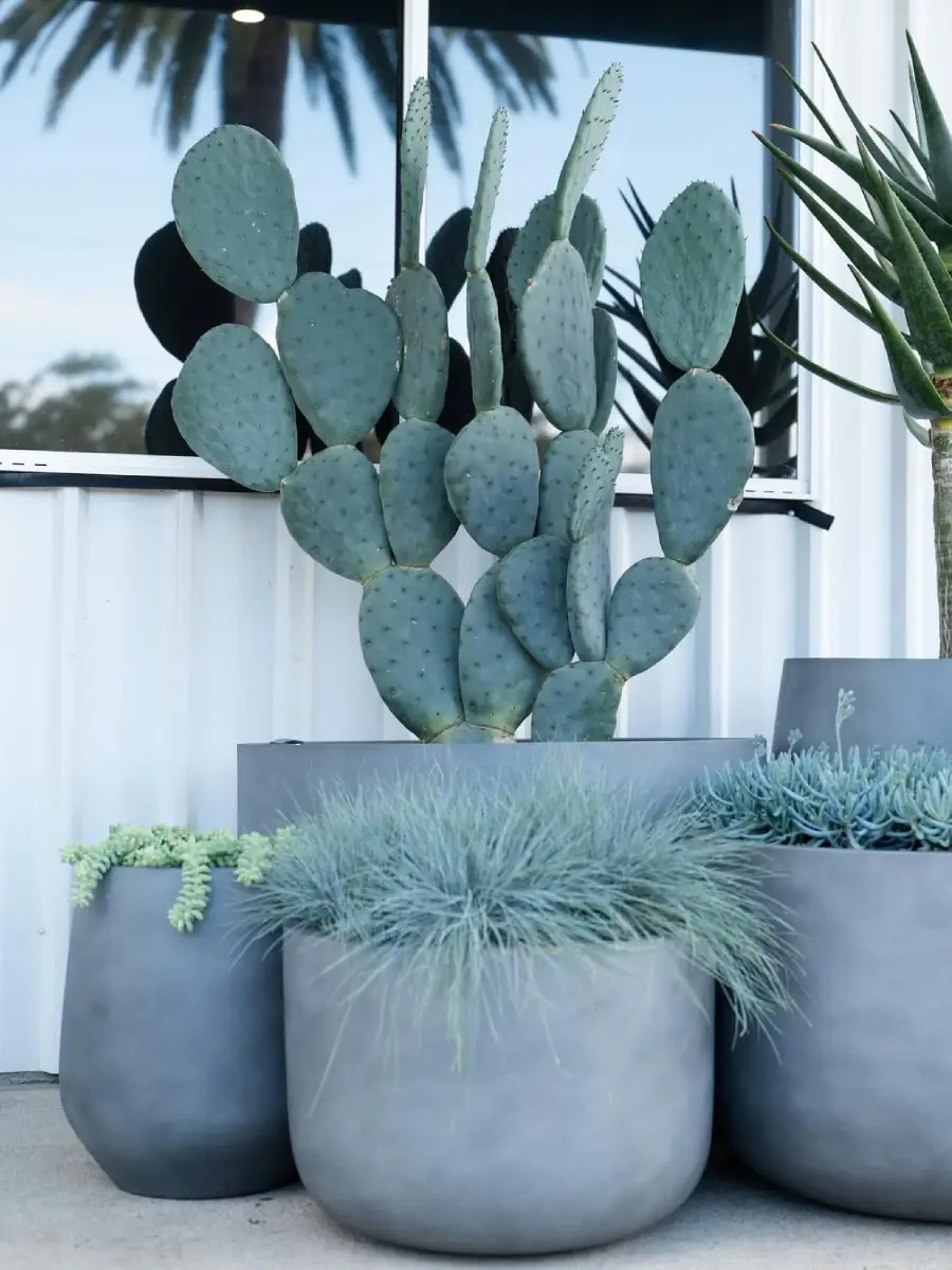 Kaktus jenis Opuntia Burbanks Spineless yang tidak berduri bersama dengan tanaman lainnya.