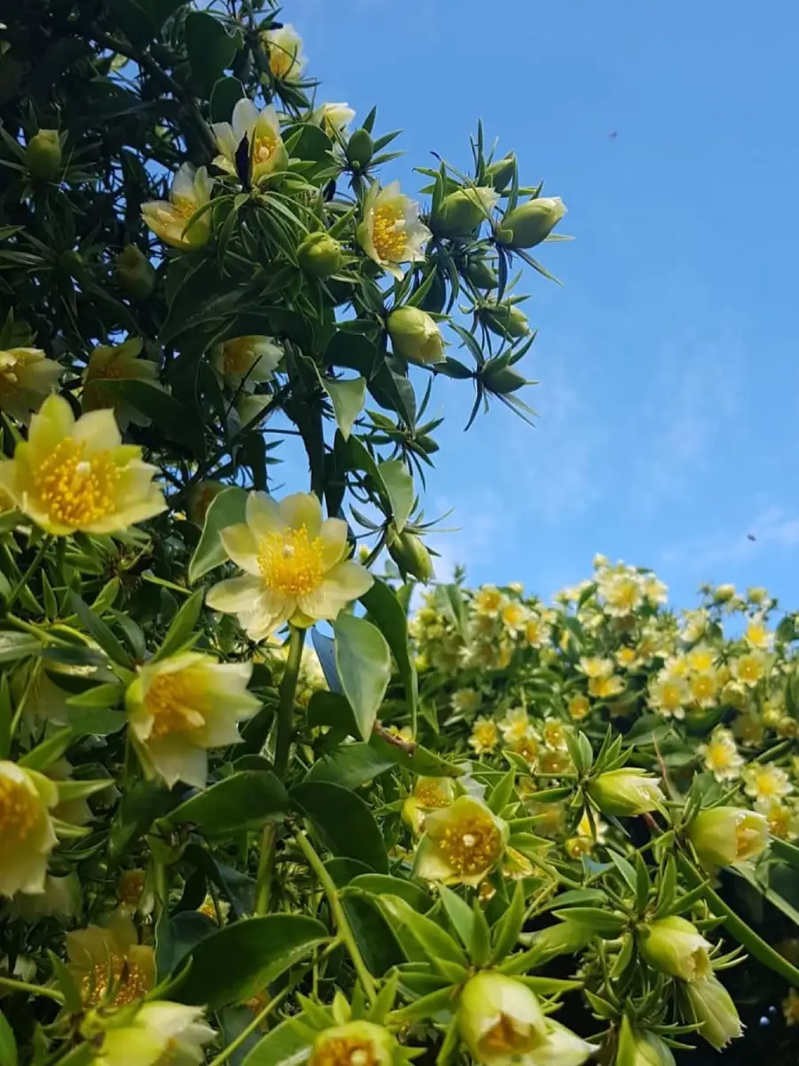 Kaktus jenis Pereskia Aculeata tanpa duri dengan bunga kuning.