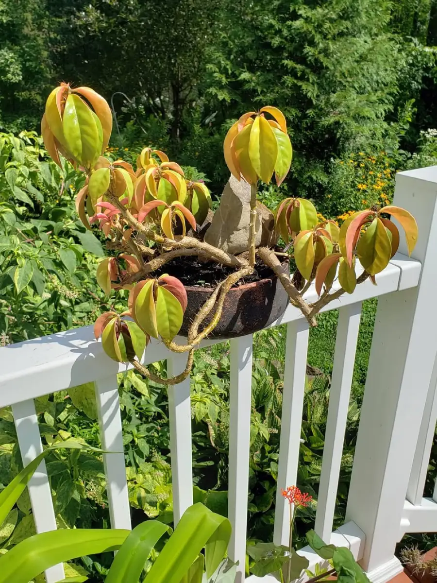 Kaktus jenis Pereskia Aculeata tanpa duri dengan bunga kuning diatas pagar.