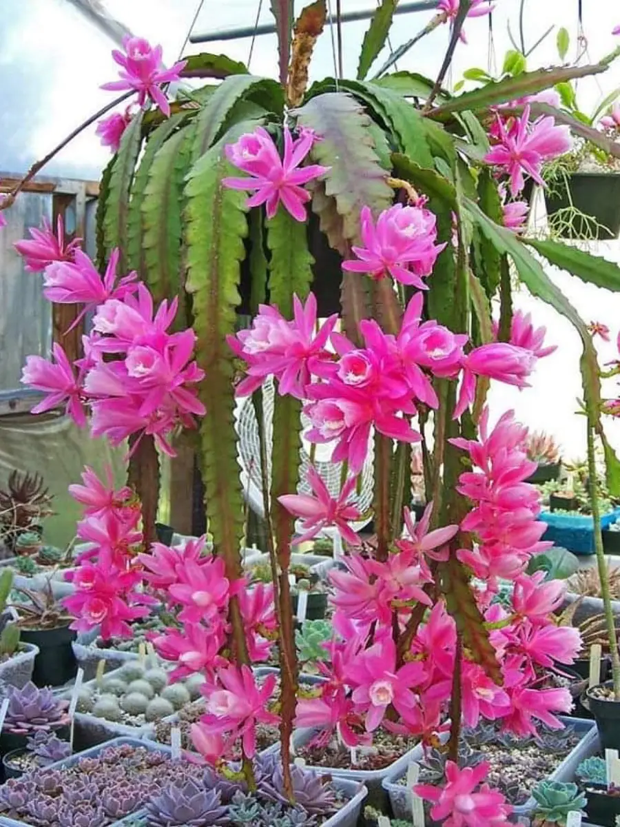 Kaktus jenis Disocactus phyllanthoides tanpa duri di pot gantung dengan bunga warna pink.