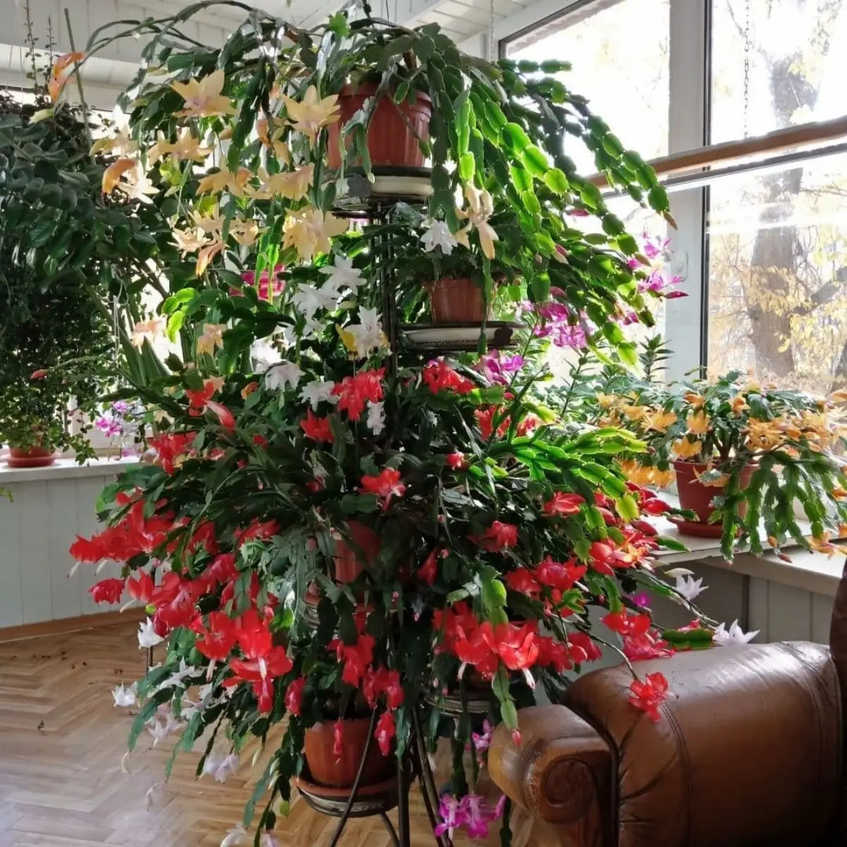 Kaktus Schlumbergera tanpa duri dengan bunga putih, kuning, dan merah.