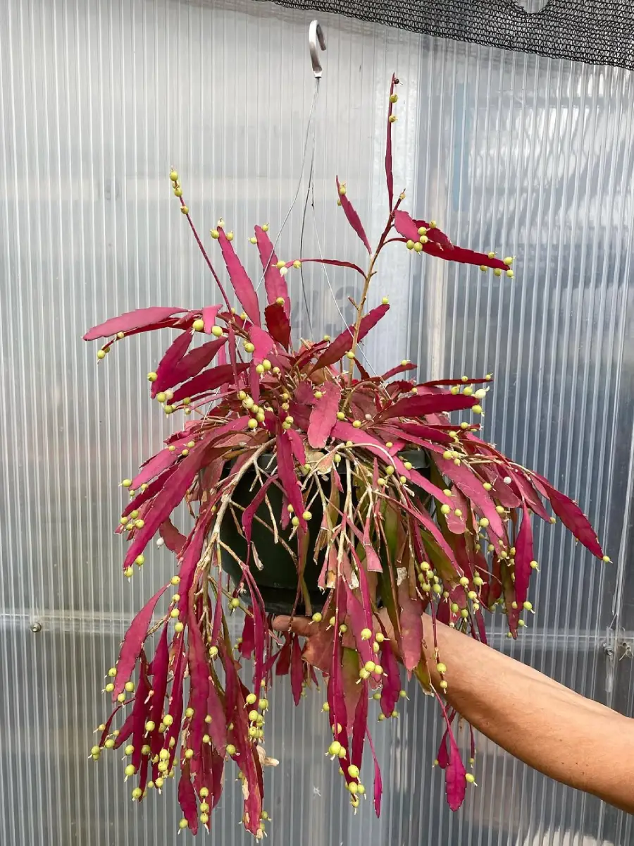 Kaktus jenis Disocactus ramulosa yang tidak berduri dengan daun warna merah muda di pot gantung.