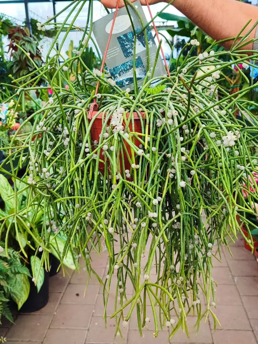 Kaktus jenis Rhipsalis Burchelli tanpa duri didalam pot gantung.