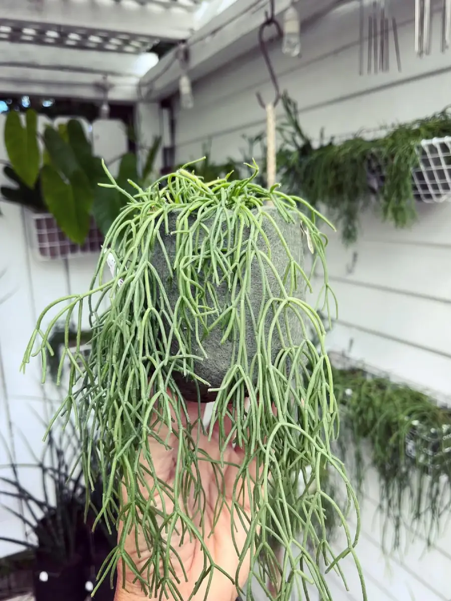 Kaktus jenis Rhipsalis tanpa duri didalam pot gantung batu.