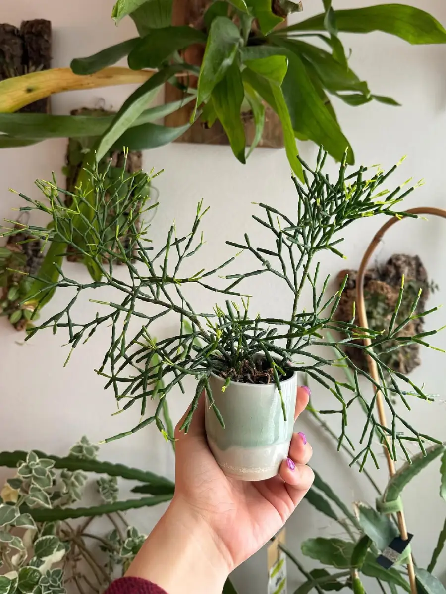 Kaktus jenis Hatiora salicornioides tanpa duri di pot keramik putih yang digenggam seseorang.