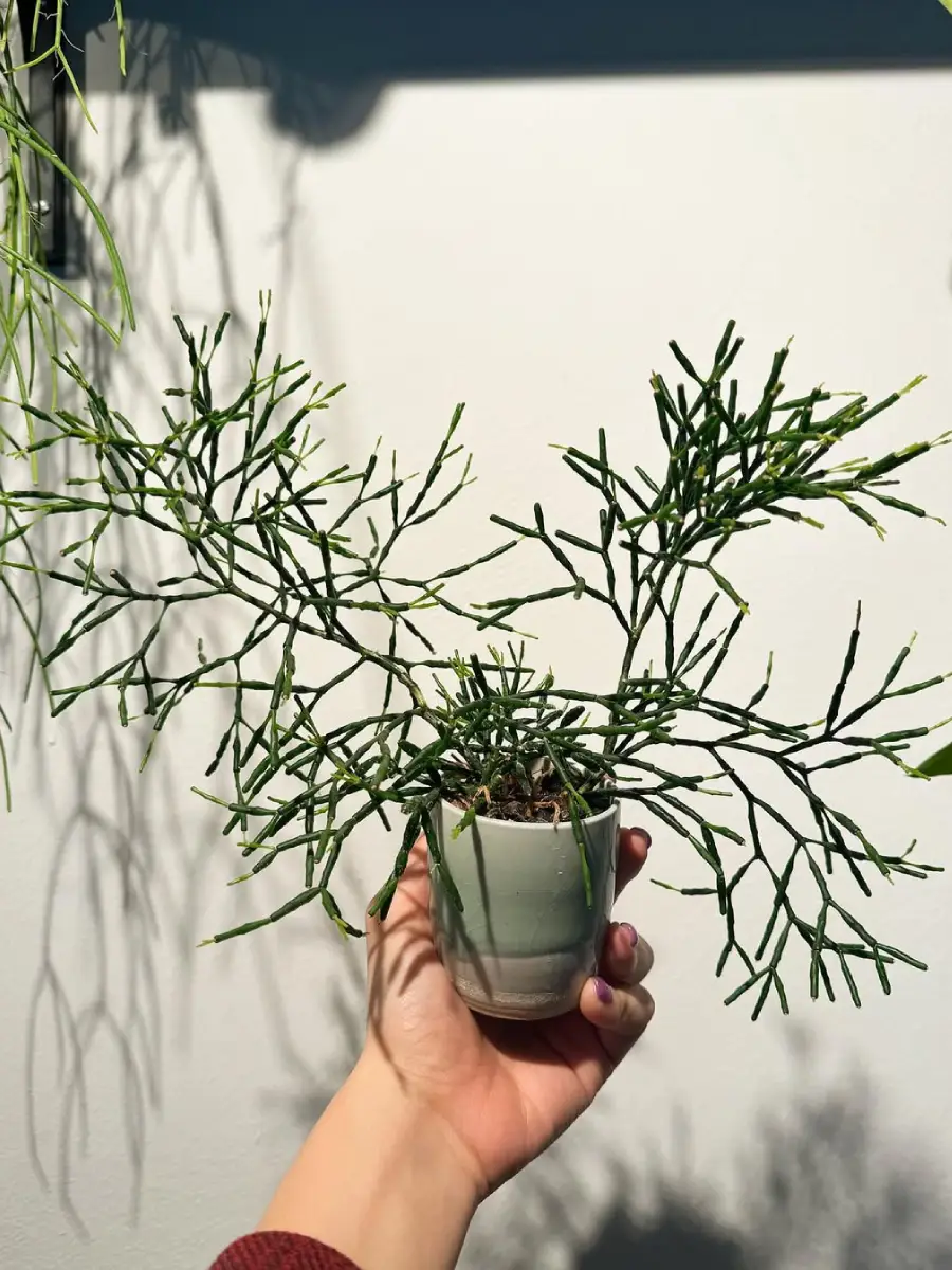 Kaktus jenis Hatiora salicornioides tanpa duri di pot keramik putih yang digenggam seseorang.