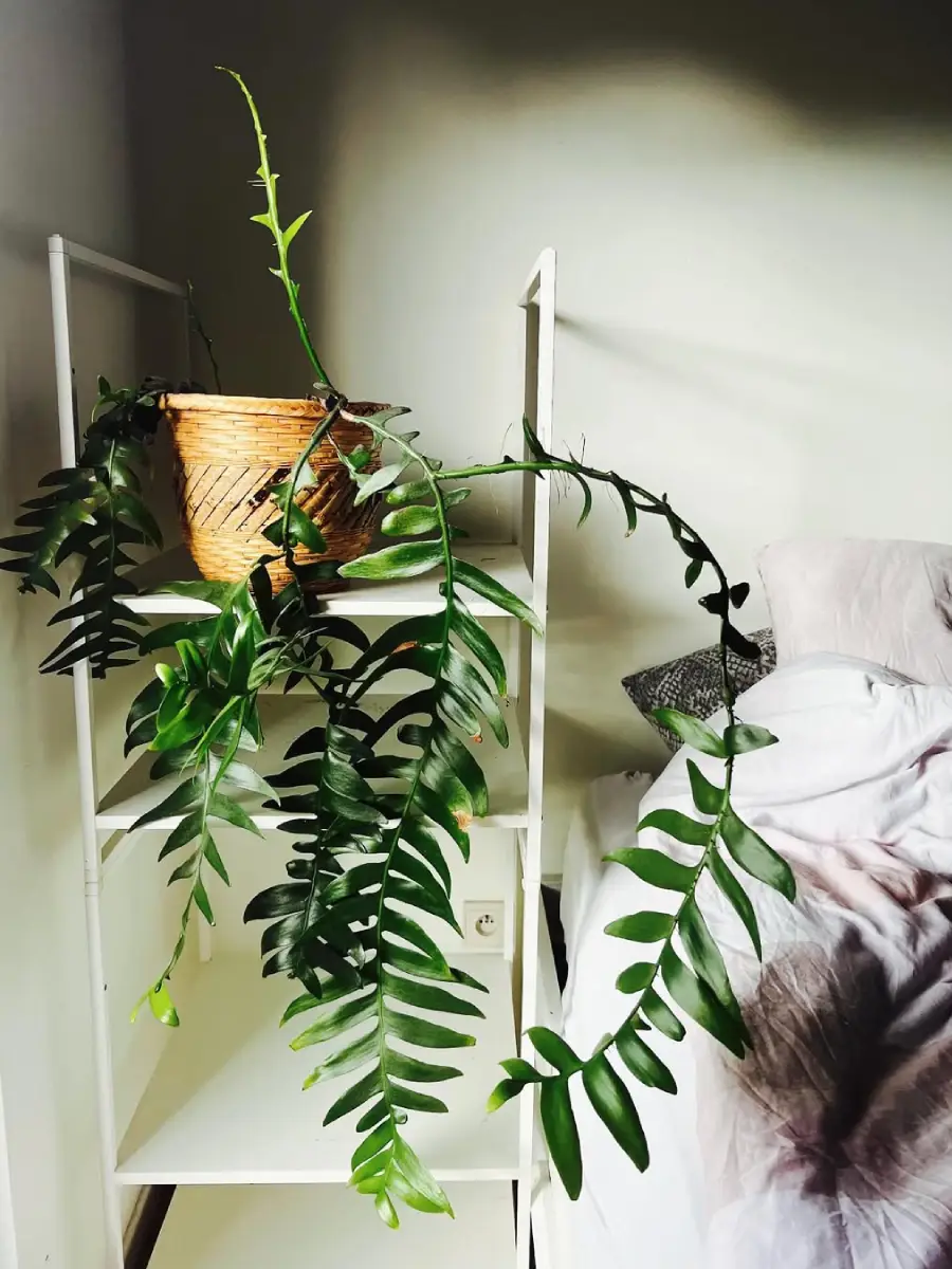 Kaktus jenis Epiphyllum Chrysocardium yang tidak berduri di pot rotan diatas etalase.