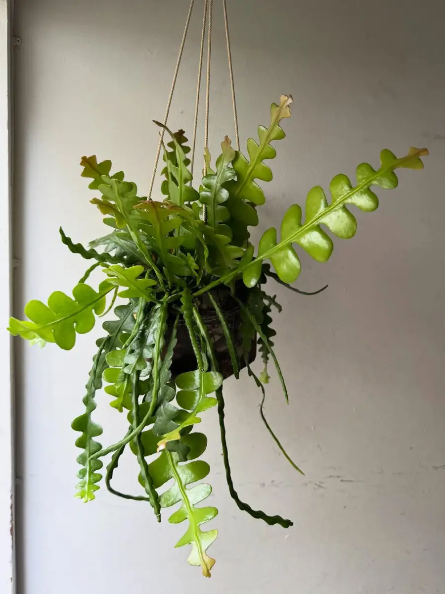 Kaktus jenis Epiphyllum anguliger yang tidak berduri di pot gantung.