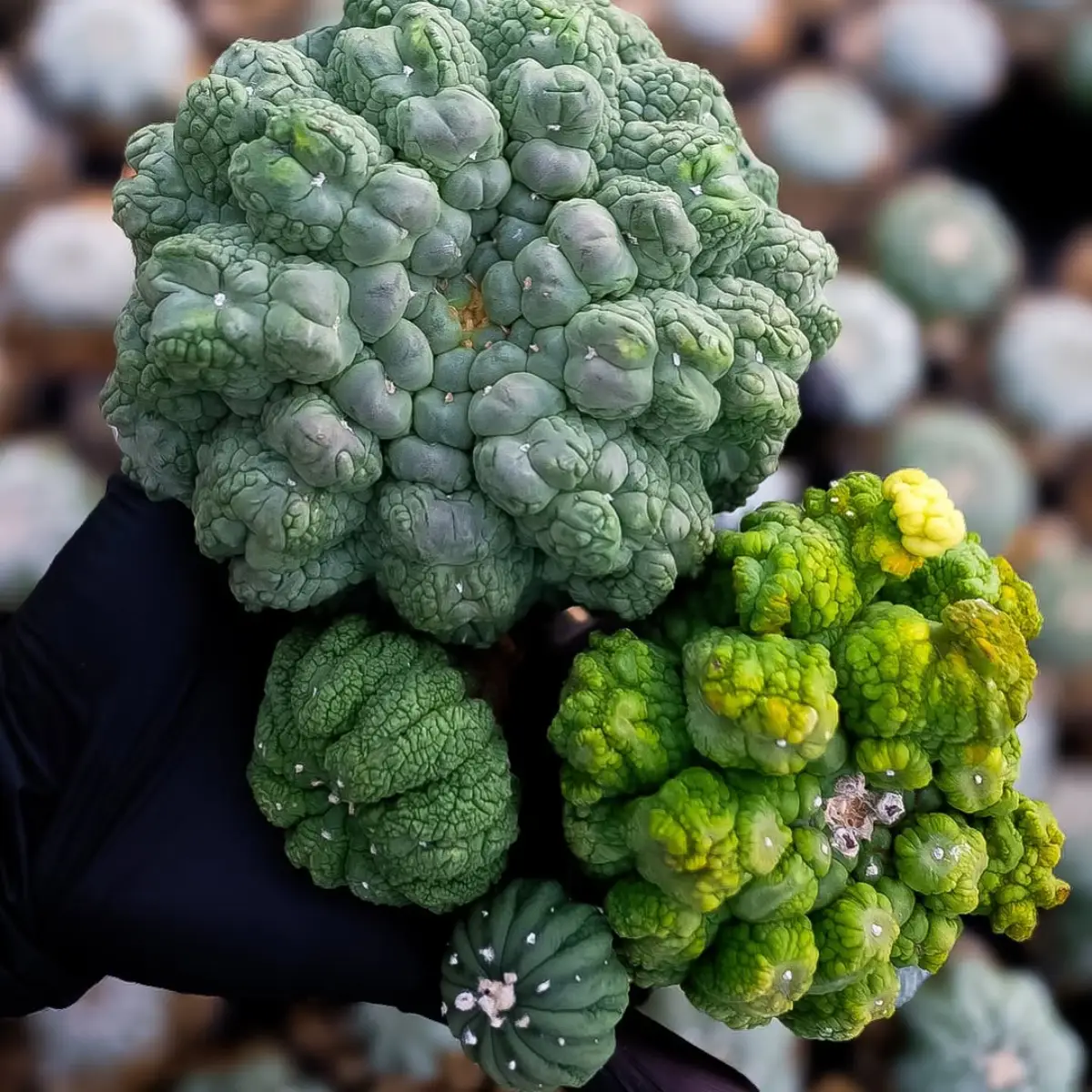 Kaktus Astrophytum asterias dengan bentuk yang aneh tanpa duri.