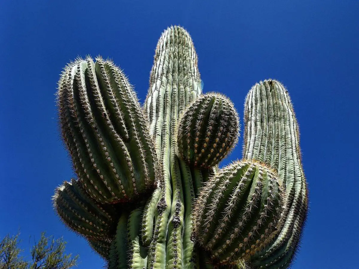 Kaktus hijau jenis saguaro raksasa dengan latar langit biru.