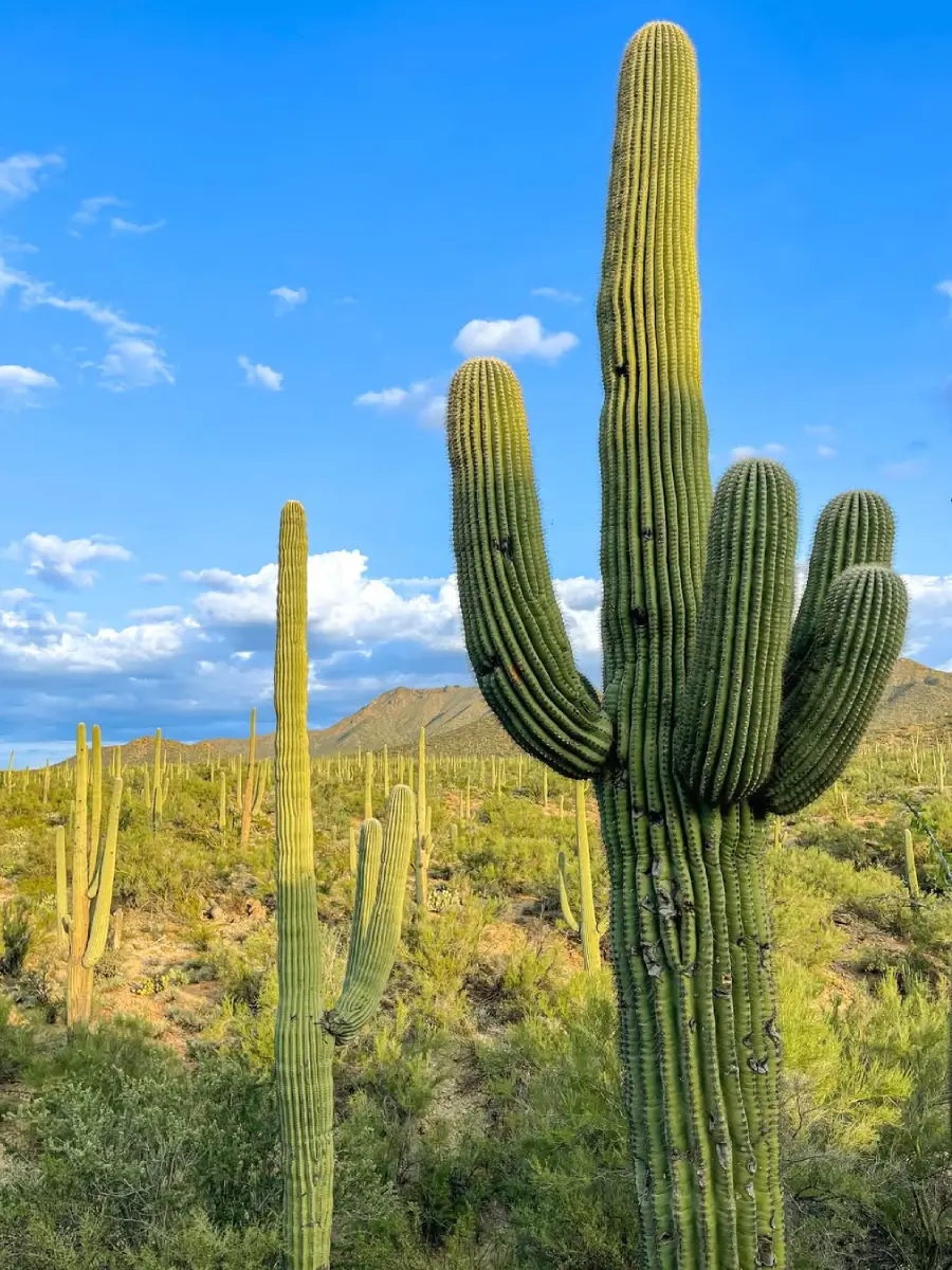 Kaktus Saguaro tinggi di alam liar.