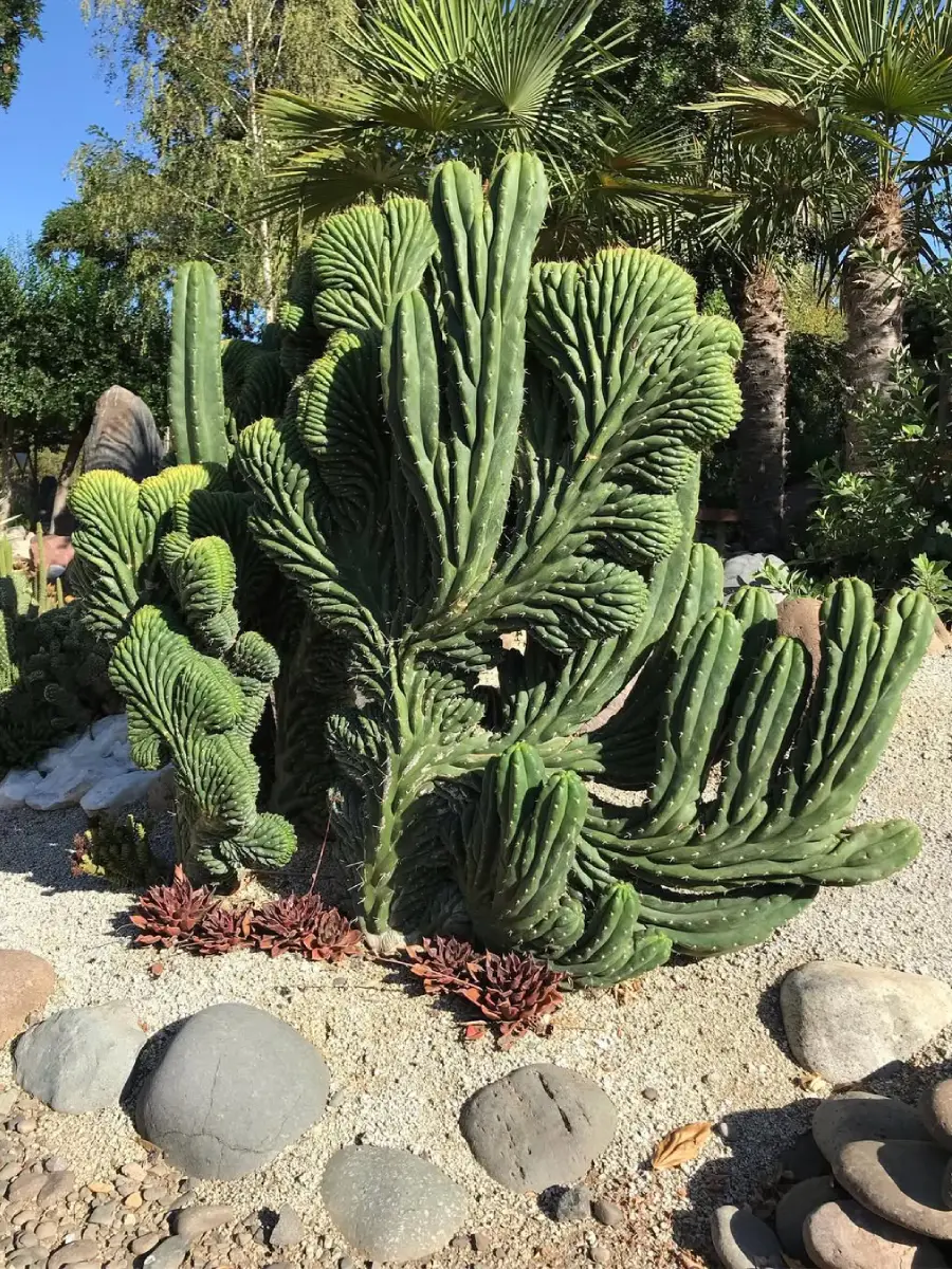Kaktus jenis Echinopsis pachanoi tumbuh di gurun pasir.