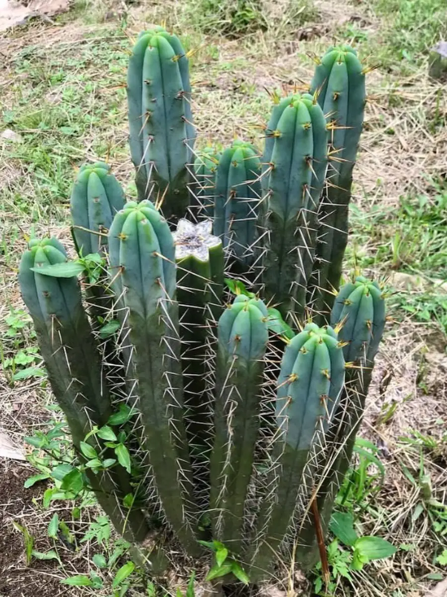 Kaktus jenis Trichocereus bridgesii tinggi sedang di tanah.