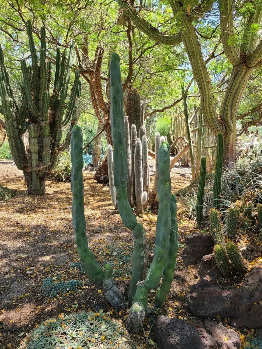 Kaktus jenis Trichocereus bridgesii seukuran orang dewasa di alam liar.