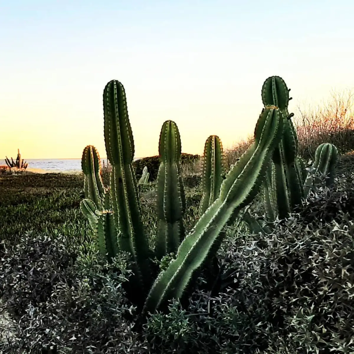 Kaktus jenis Cereus hildmannianus ditengah semak-semak di pinggir pantai.