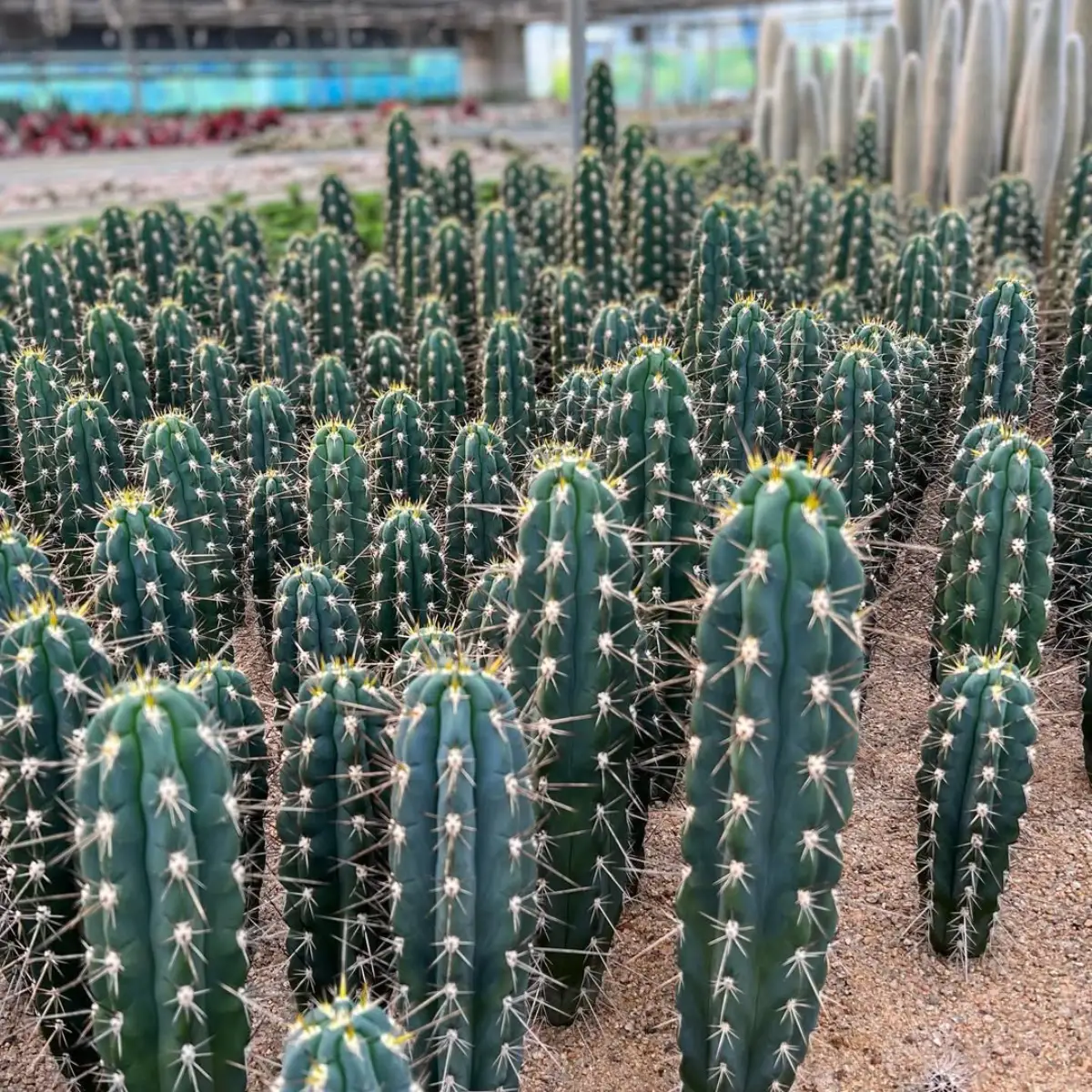 Kaktus Stetsonia coryne ukuran sedang yang tumbuh rapi.