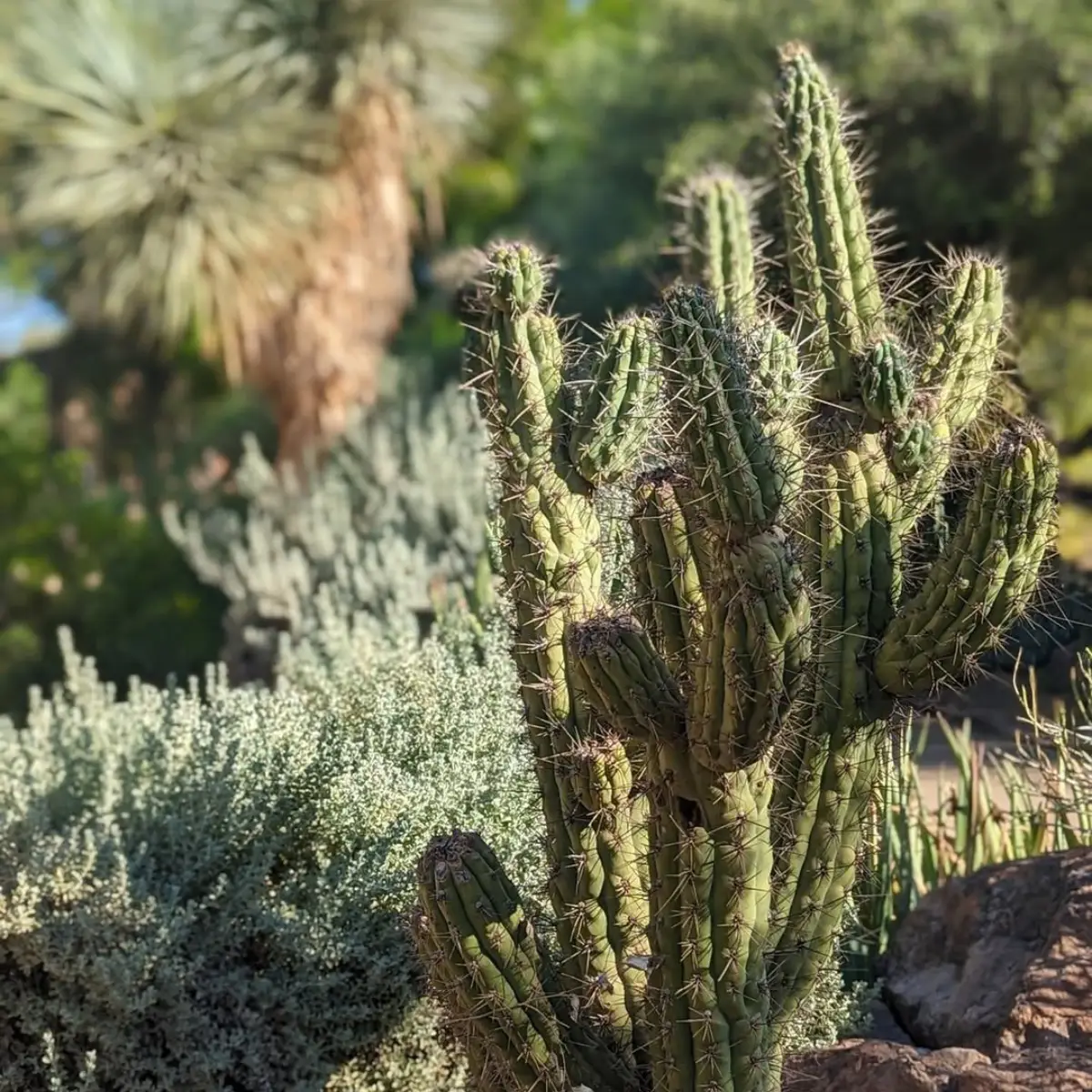 Kaktus Stetsonia coryne ukuran sedang diantara semak dan batu.