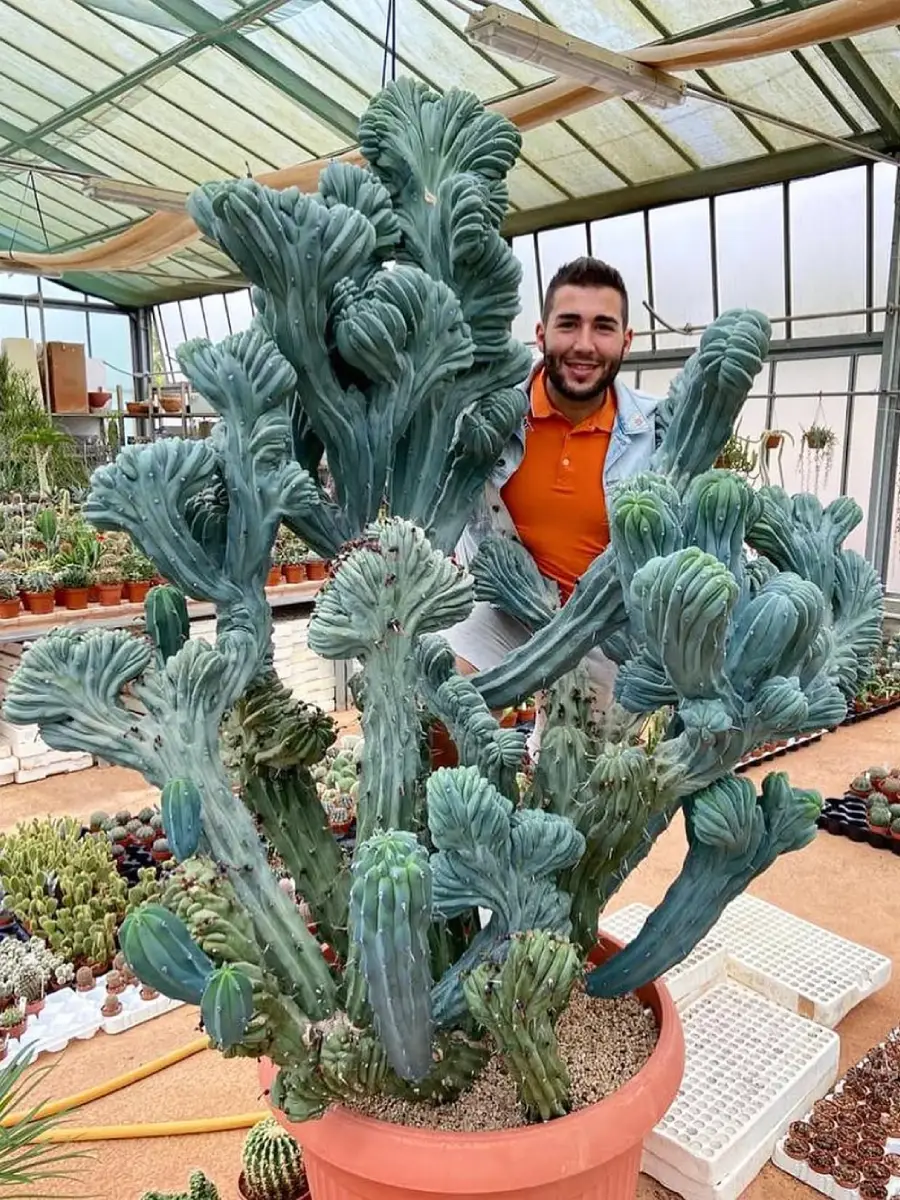 Kaktus jenis Myrtillocactus geometrizans crested seukuran orang dewasa dan seorang pria tersenyum dengan baju oranye didalam rumah kaca.