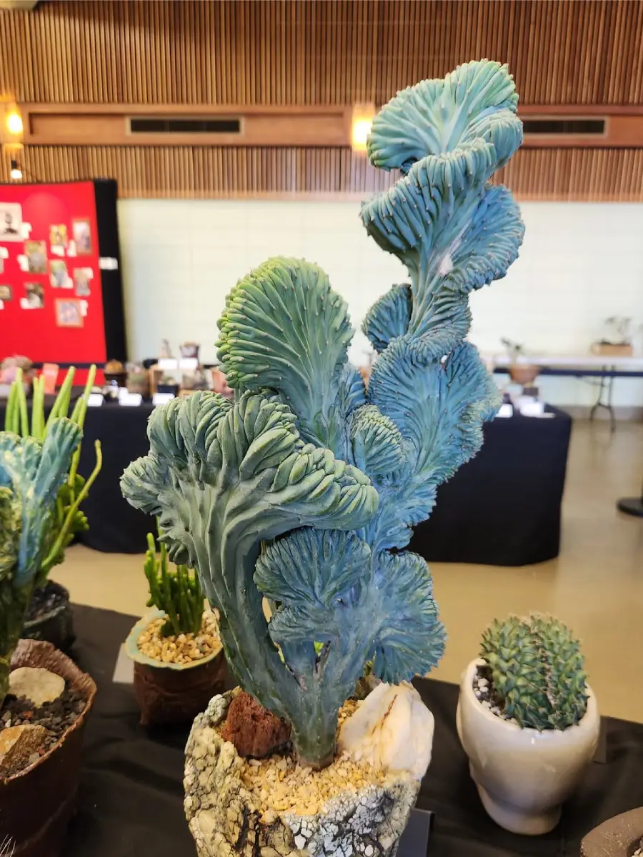 Kaktus myrtillocactus geometrizans ukuran sedang diatas meja pameran indoor.