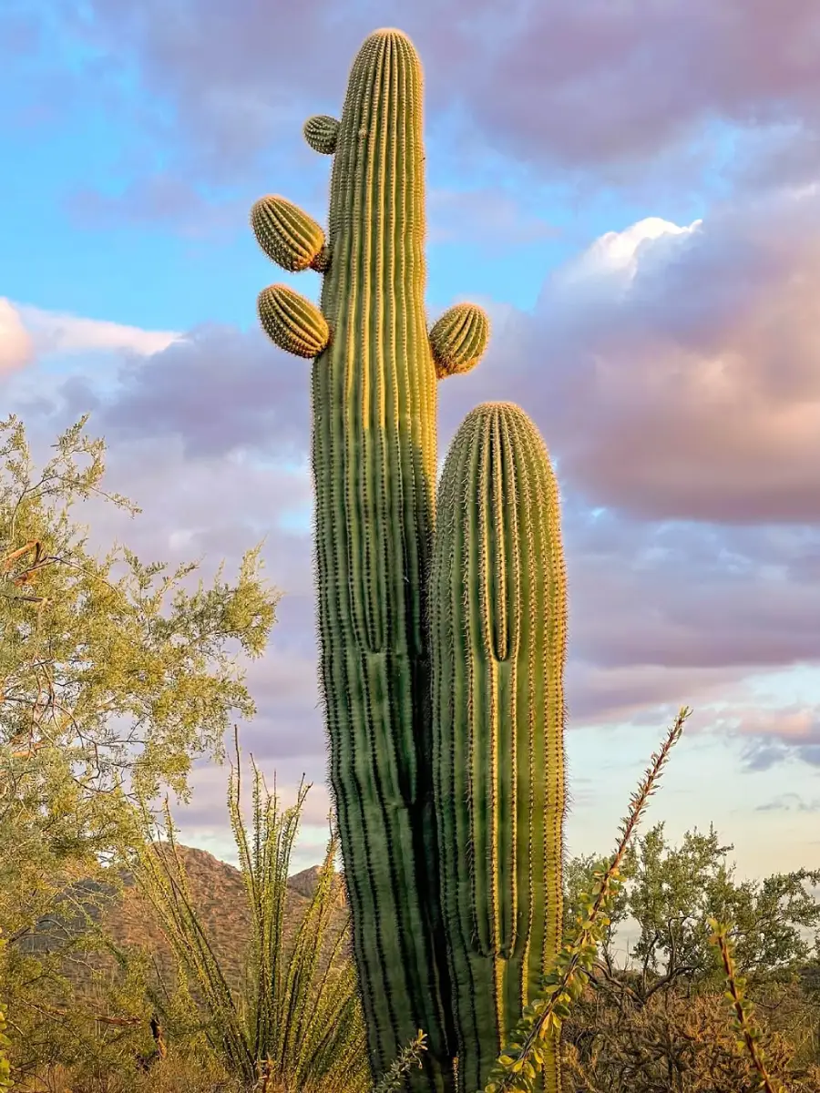 Kaktus Saguaro tinggi di alam di sore hari.