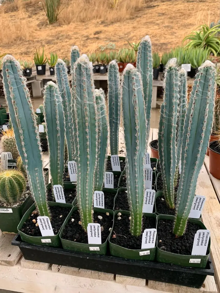 Kaktus Pilosocereus pachycladus ukuran sedang tumbuh rapi didalam pot.