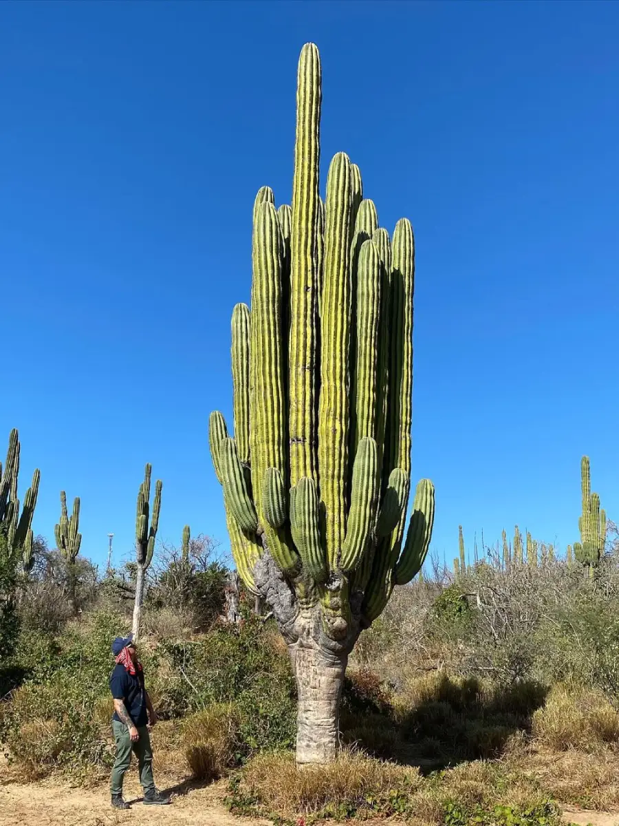 Kaktus jenis Pachycereus pringlei tinggi di alam liar dan seorang lelaki di sebelahnya,.