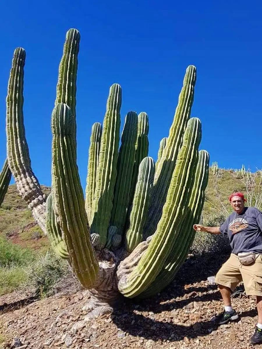 Kaktus Pachycereus pringlei tinggi besar di alam liar dan pria dewasa berfoto.