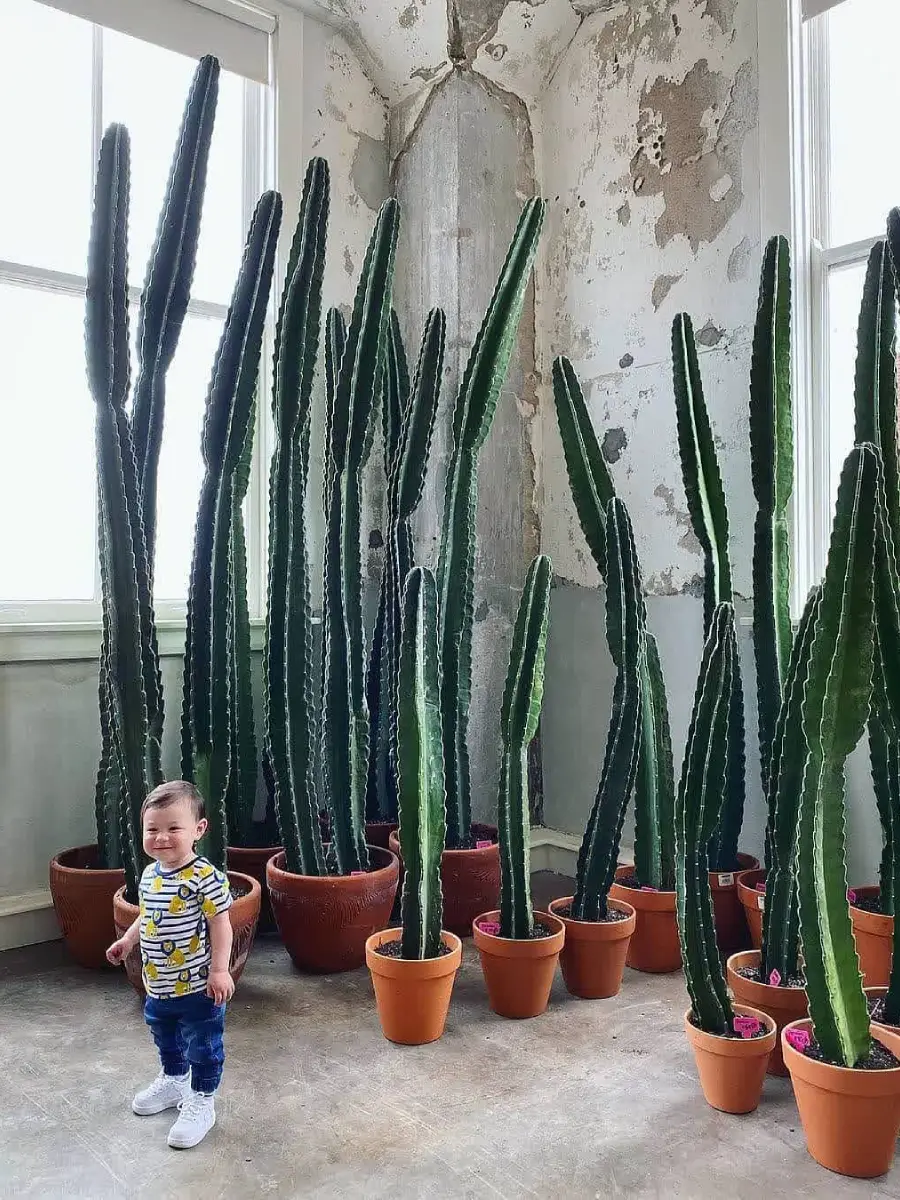 Kaktus Cereus Peruvianus didalam ruangan dan seorang anak kecil.