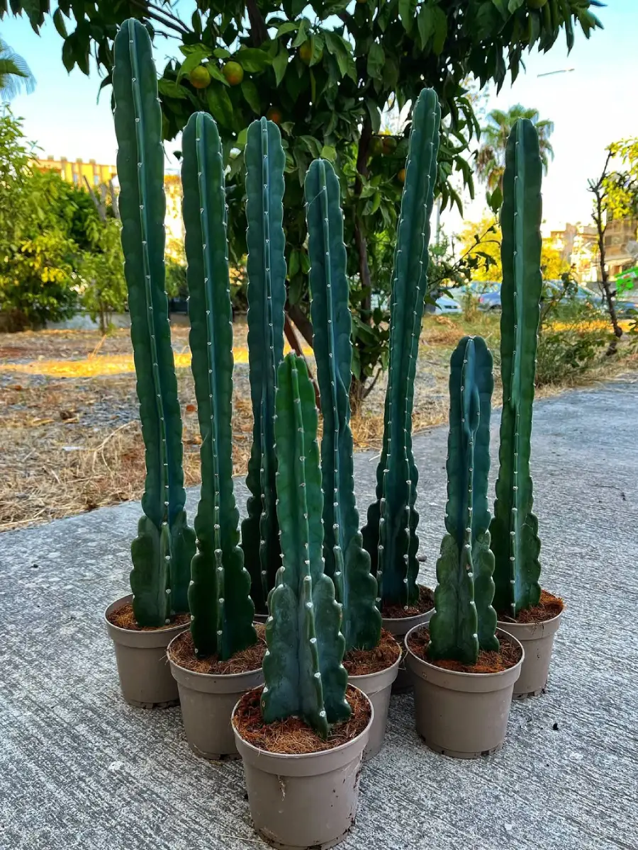 Kaktus Cereus Peruvianus tinggi sedang.