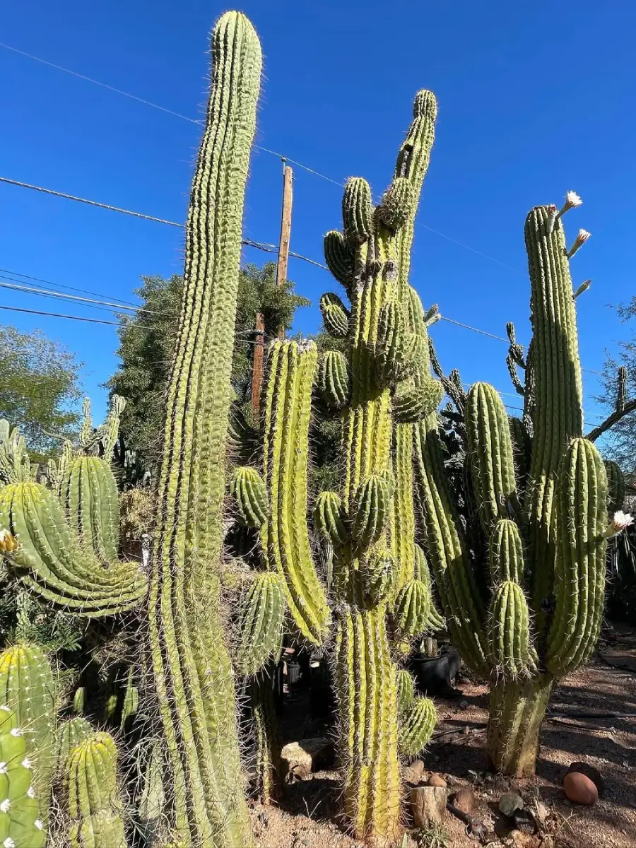 Kaktus Trichocereus terscheckii tinggi di alam liar.