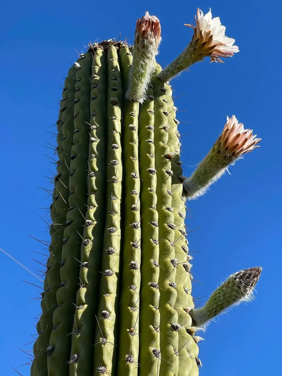 Kaktus Trichocereus terscheckii besar menjulang tinggi dengan latar langit biru.