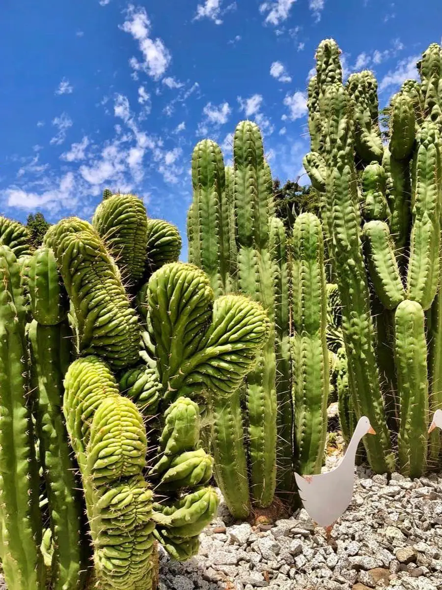 Kaktus jenis Echinopsis pachanoi dengan langit biru.