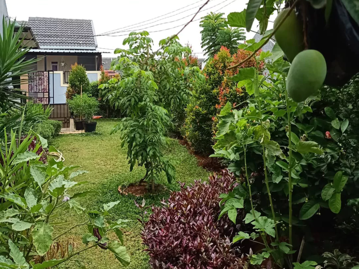 Pekarangan rumah dengan berbagai tanaman dan pohon yang baru ditanam.