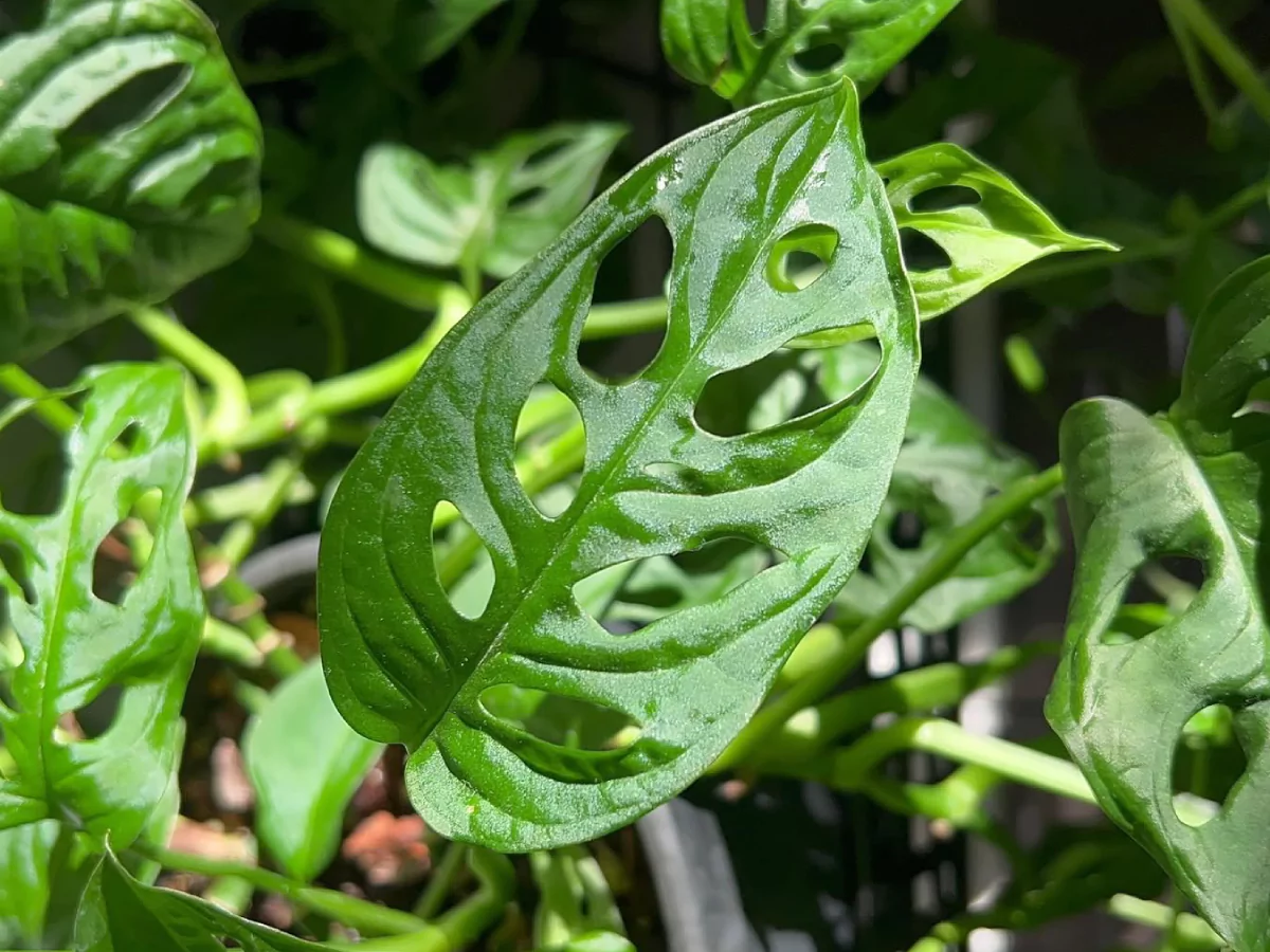 Tanaman Janda Bolong di dalam pot hitam dengan satu daun berwarna kuning.