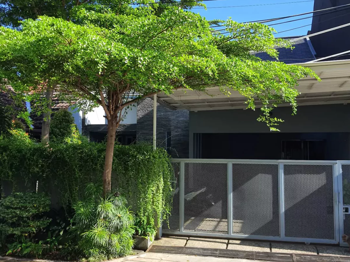 Pohon cemara hias di depan pagar rumah mewah.