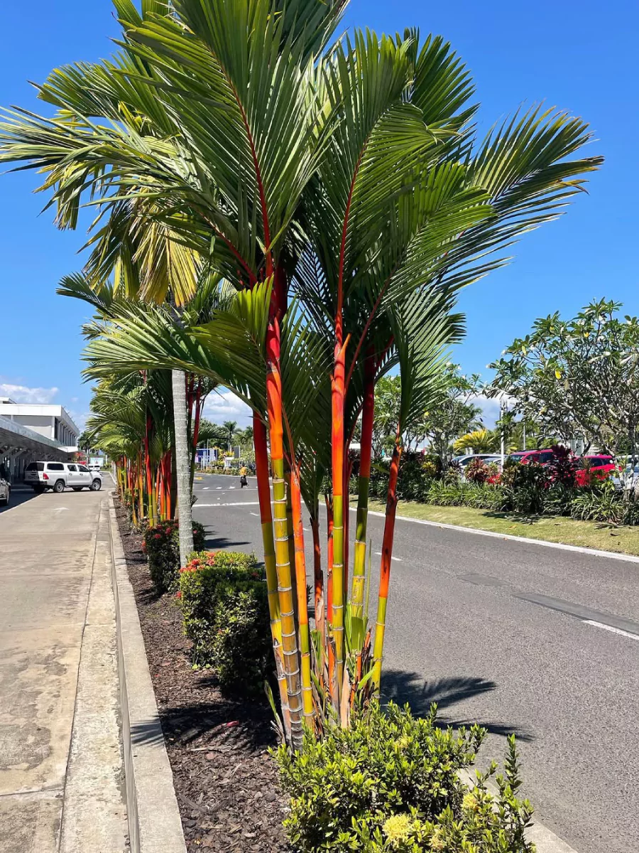 Pohon palem merah di pinggir jalan.