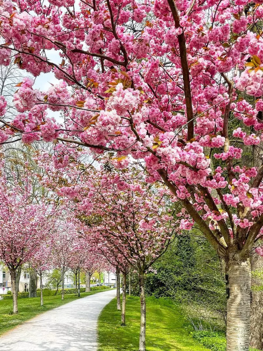 Pohon sakura di taman.