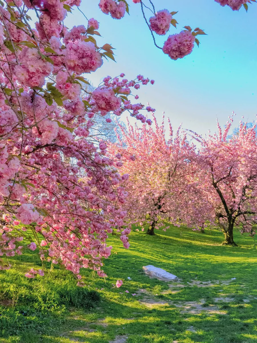 Pohon sakura di taman.