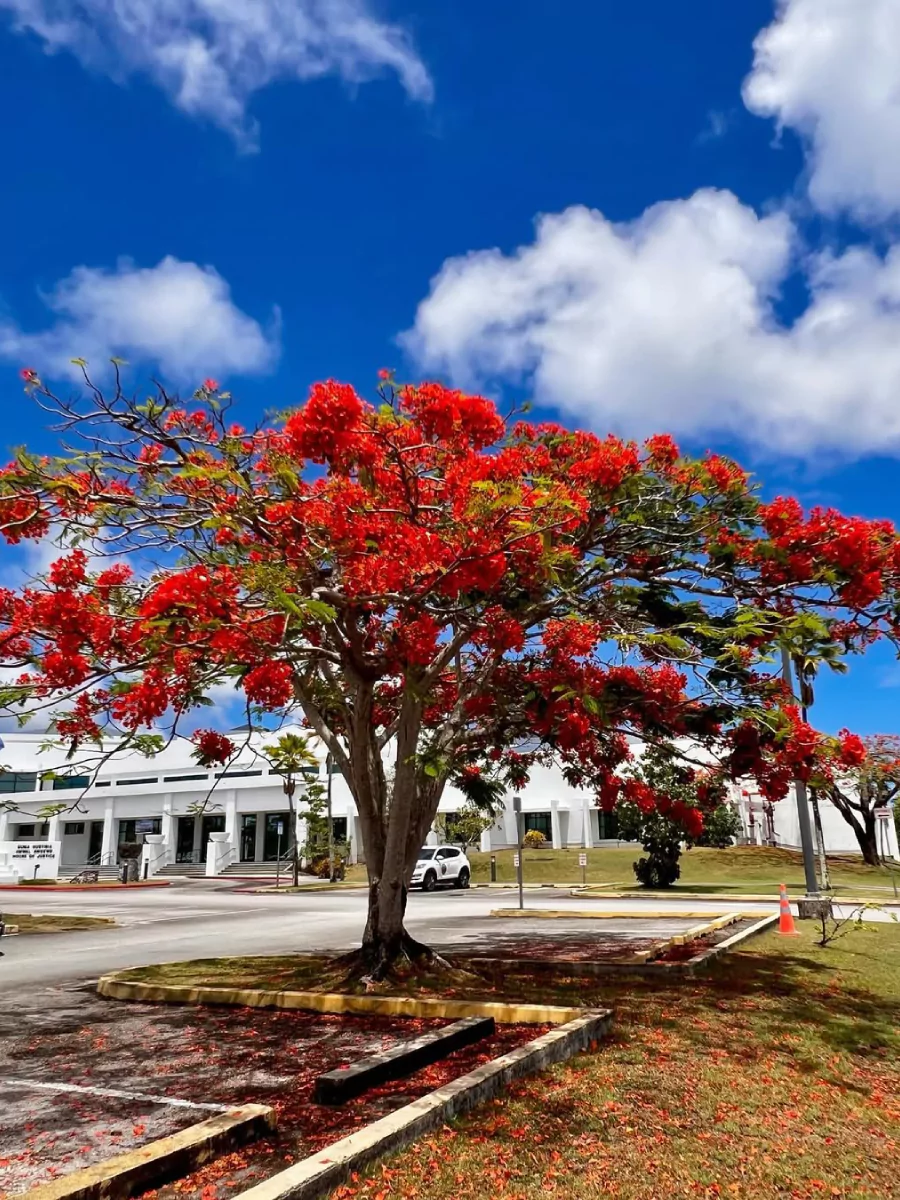 Pohon flamboyan dengan bunga merah menyala di halaman parkir