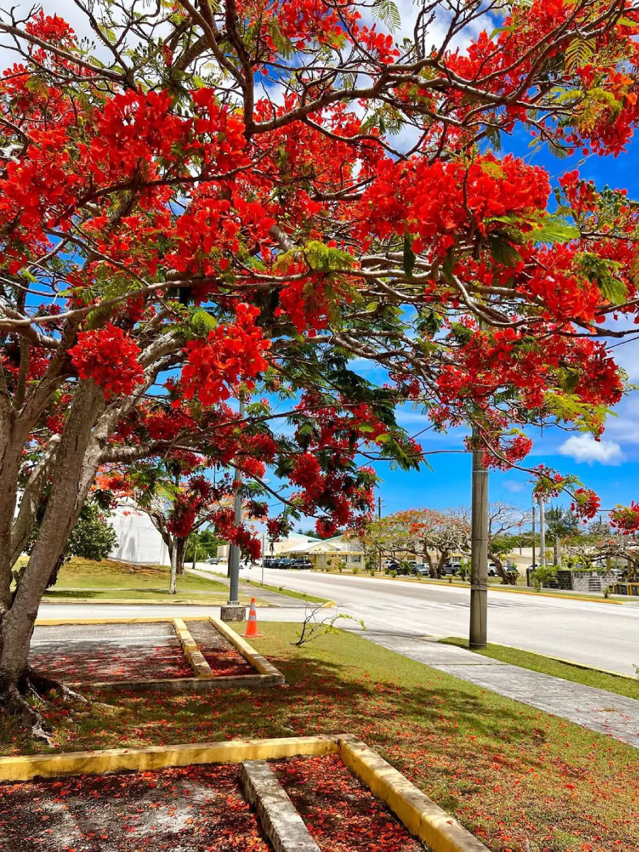 Pohon flamboyan dengan bunga merah menyala di pinggri jalan.