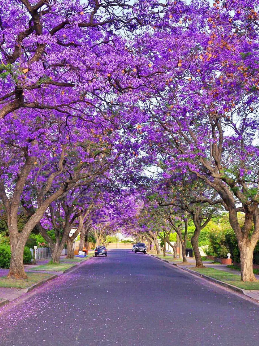 Jalan raya yang dipenuhi pohon jacaranda di pinggir jalan.