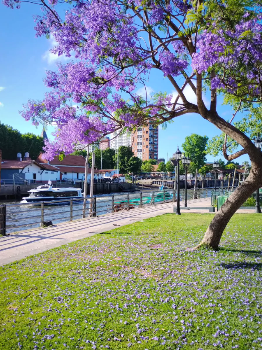 Pohon jacaranda di taman yang bersebelahan dengan kanal.