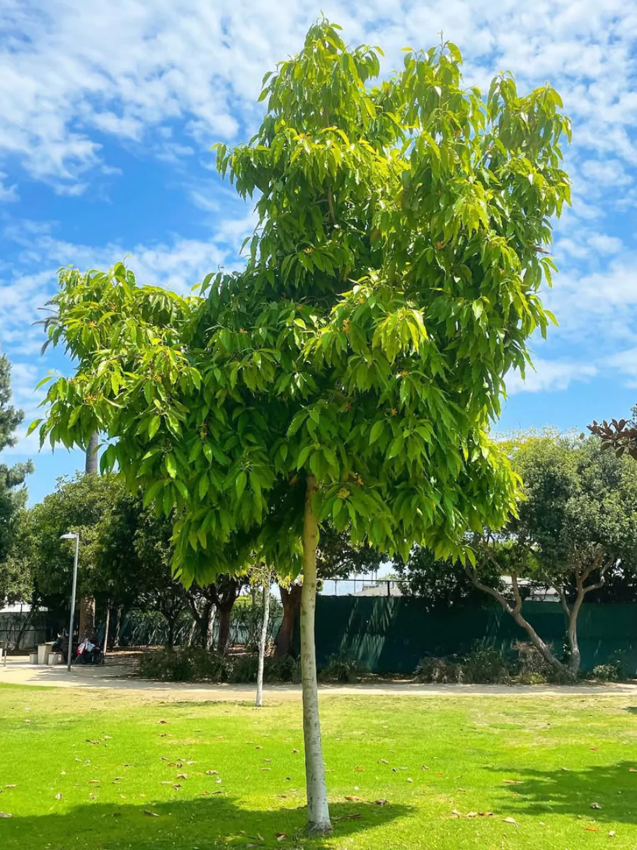 Pohon cempaka yang masih berukuran sedang dan belum mulai berbunga.