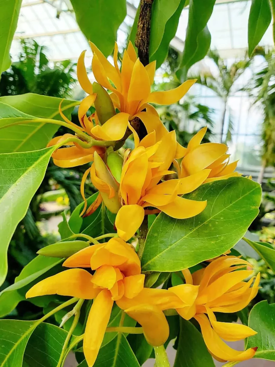 Bunga pohon cempaka berwarna kuning.