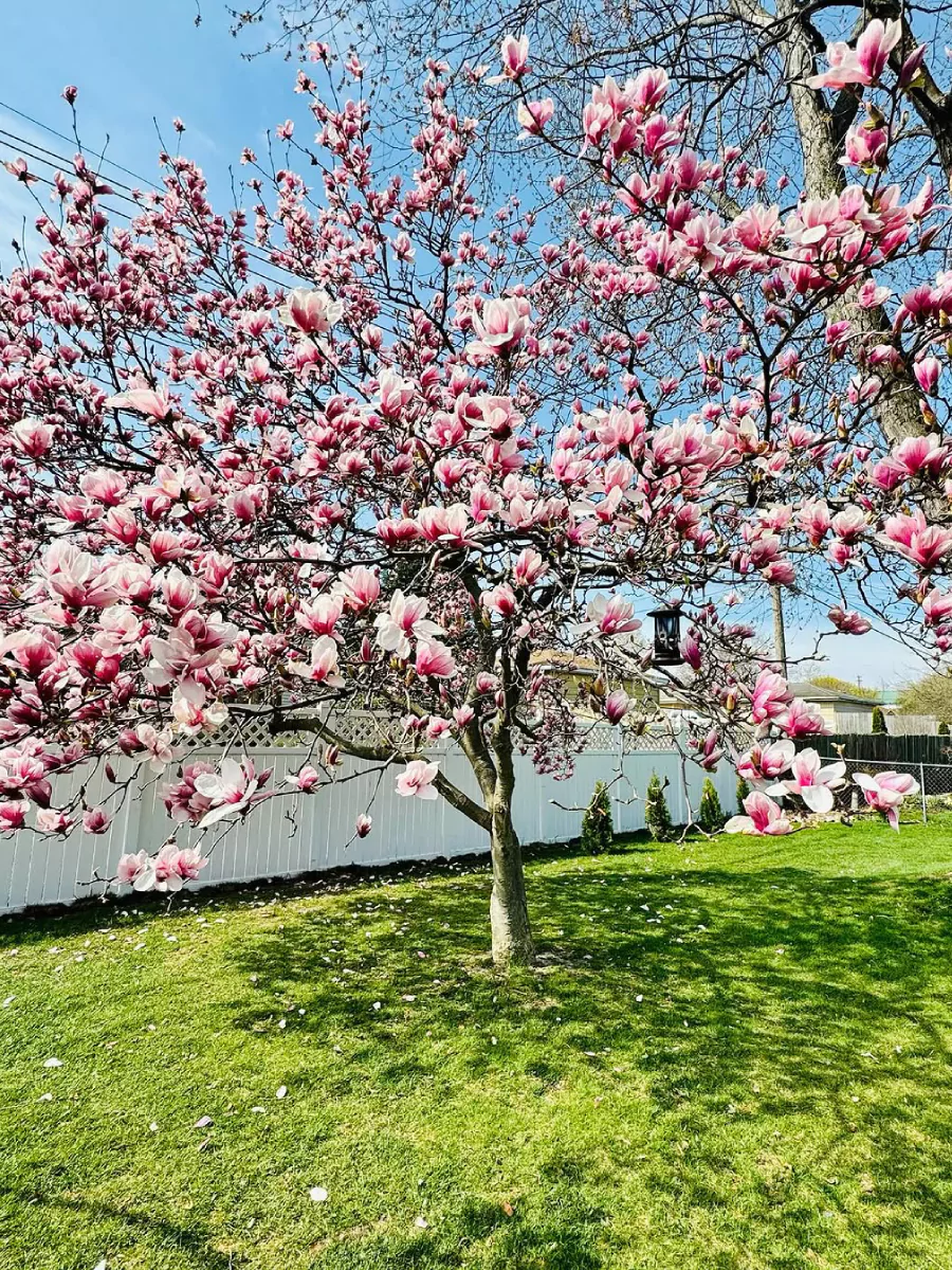 Pohon magnolia berwarna merah muda di taman rumah.