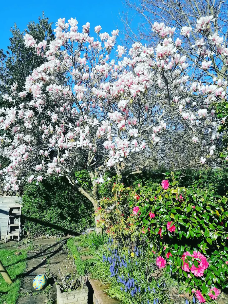 Pohon magnolia berwarna putih muda di taman rumah.