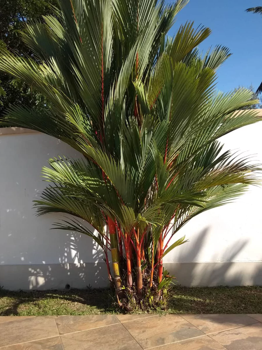 Pohon palem merah didekat tembok putih.